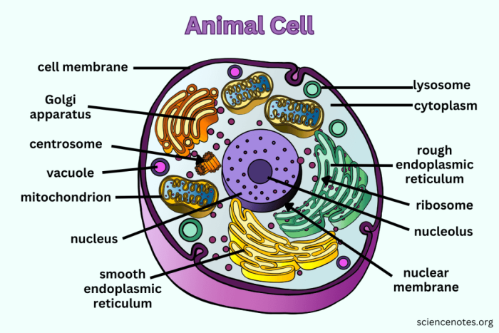 Diagram of an animal cell with labeled organelles and structures for sixth grade biology students to identify