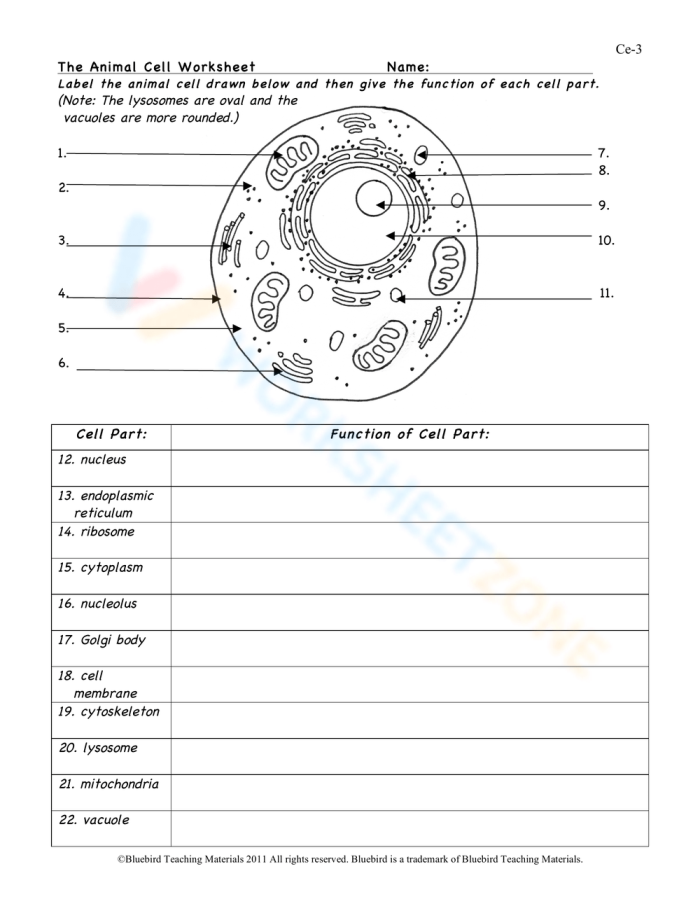 Diagram of an animal cell with labeled organelles and structures for sixth grade science students to identify and learn