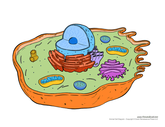 Sixth grade science student worksheet to label the parts of an animal cell