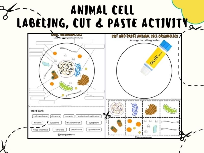 Sixth grade student worksheet for labeling animal cell structures level 12