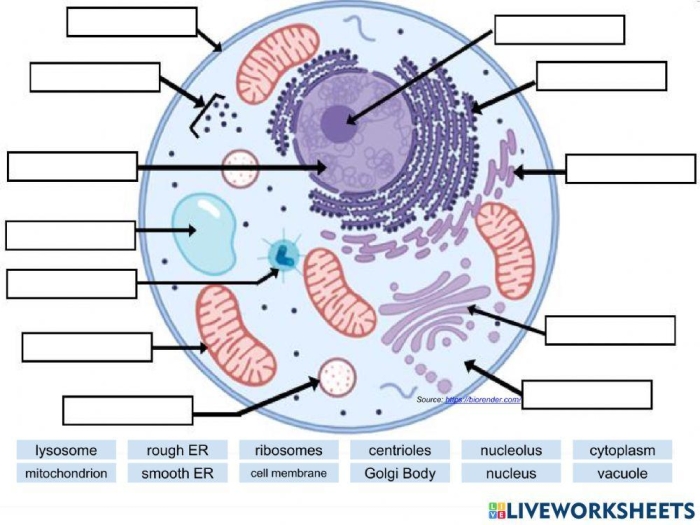 Diagram showing labeled parts of an animal cell with nucleus, mitochondria, and other organelles for sixth grade biology students