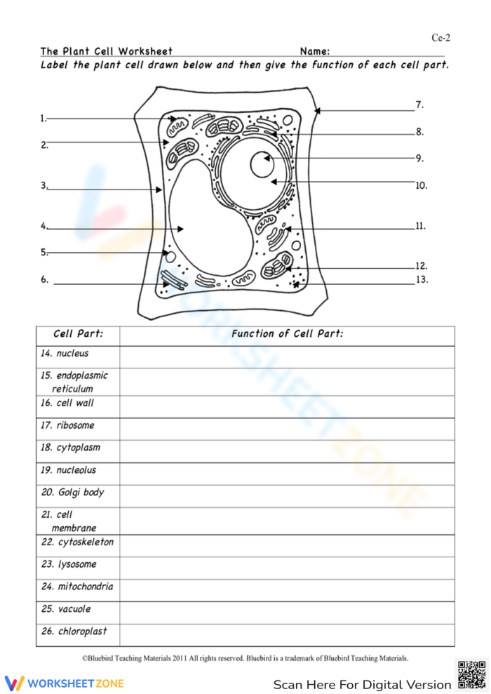 Diagram of an animal cell with labeled organelles and structures for students to identify and learn