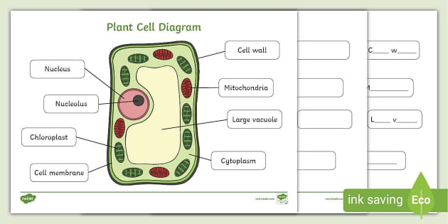 A sixth grade science student labeling the various organelles inside an animal cell diagram