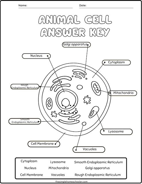 Diagram of an animal cell with labeled organelles and structures for students to identify and learn about cellular components