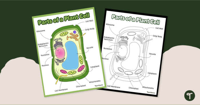 Label the Animal Cell Level 1 worksheet for sixth graders illustrating animal cell structures