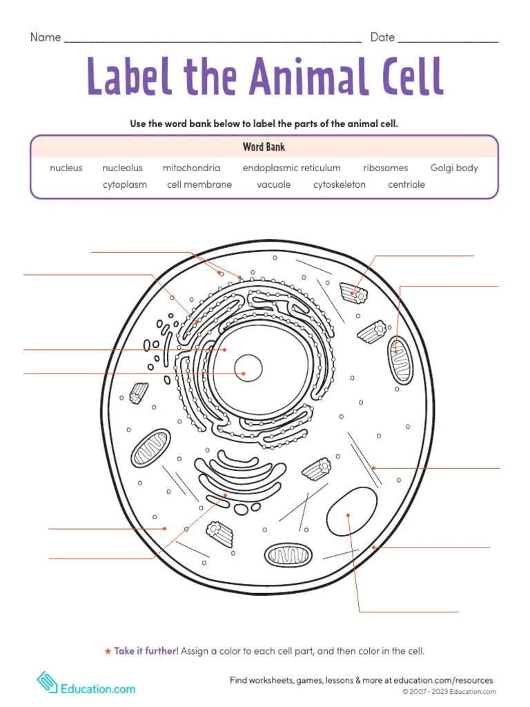 Sixth grade students completing a diagram to label the various parts of an animal cell