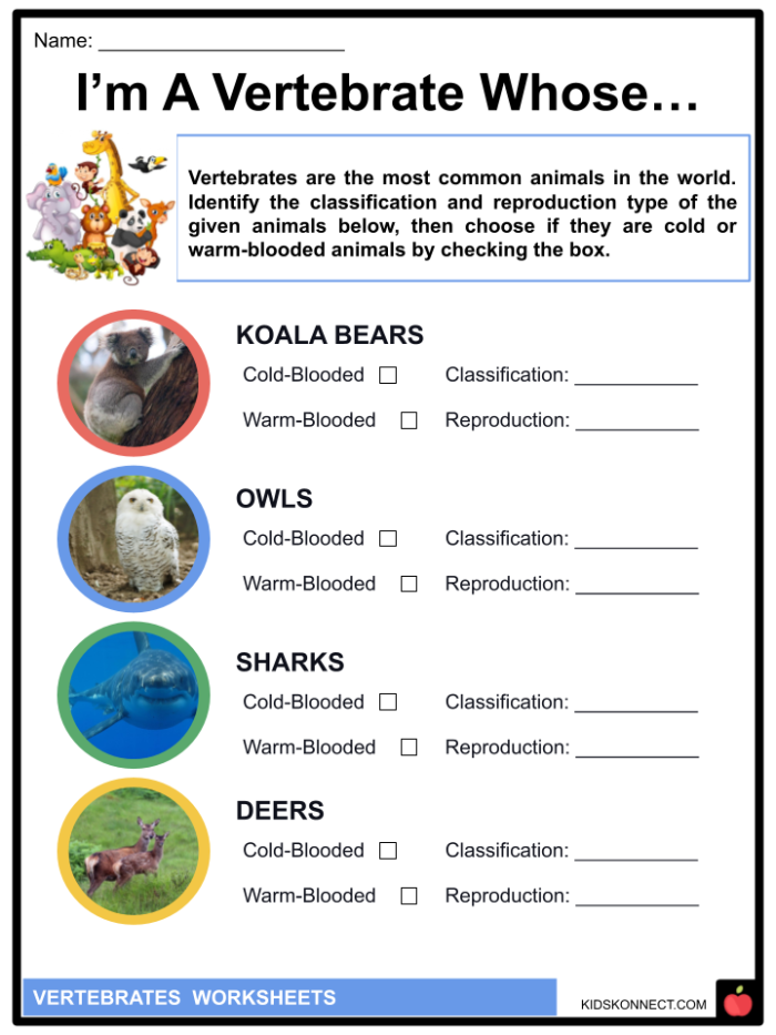 Second grade science worksheet for identifying vertebrates and invertebrates with animal illustrations