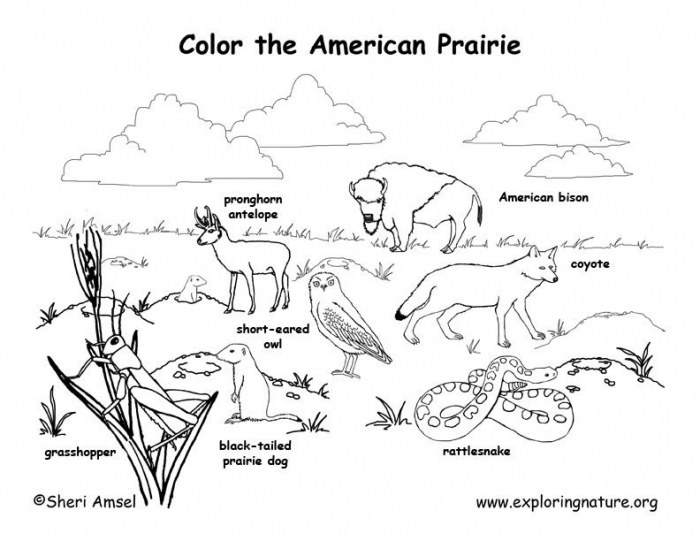 Time and Money worksheet for Kindergarten Animal Habitats Coloring worksheet for kindergarten students featuring six wild animals and their habitats. Engaging science activity for teaching about animal environments.