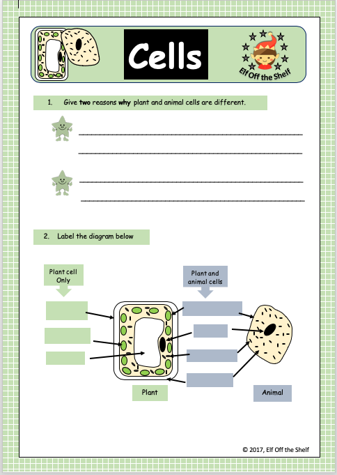 Educational worksheet featuring labeled diagrams of animal and plant cell structures for biology students