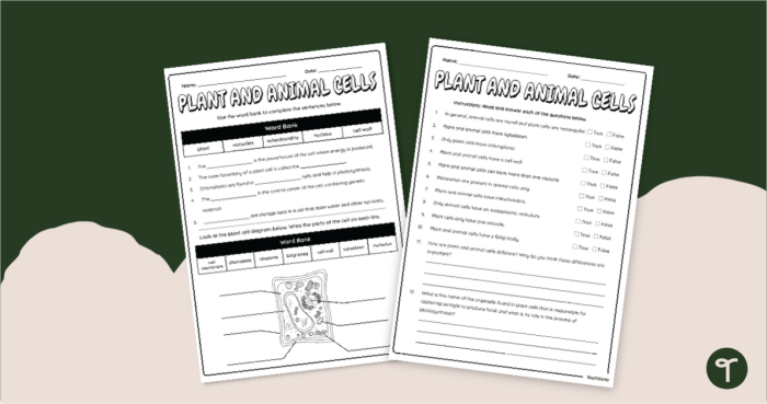 Visual guide for understanding animal cells versus plant cells in middle school life science Illustration of animal cells and plant cells highlighting their differences and similarities for a sixth-grade worksheet