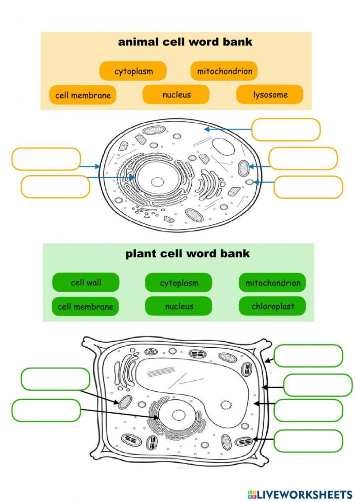 Animal Cells vs. Plant Cells worksheet for middle school life science Detailed worksheet comparing animal cells and plant cells for sixth graders