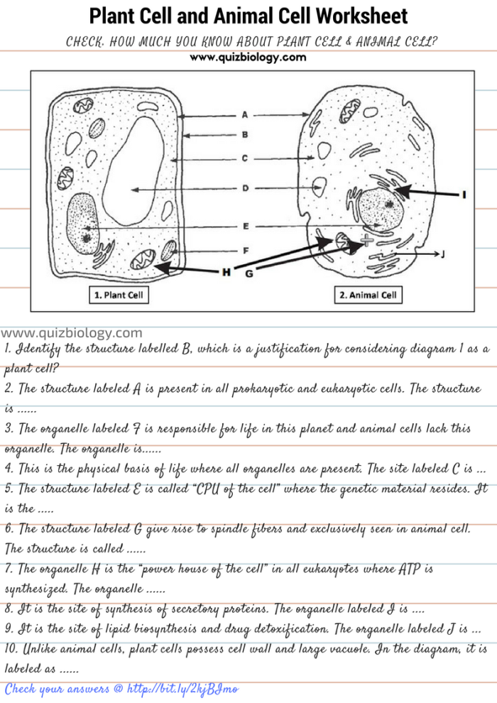 Animal Cells vs. Plant Cells educational worksheet for middle school students Worksheet comparing animal cells and plant cells for sixth graders