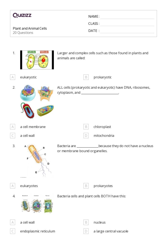 Labeled diagram comparing the internal structures and organelles found in animal cells versus plant cells