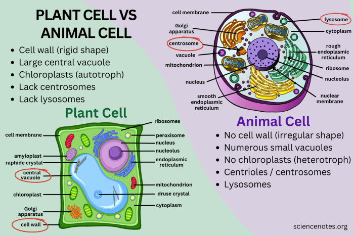 Comparing Plant and Animal Cells Biology Worksheet Nine Sixth grade science worksheet comparing the internal structures of plant and animal cells