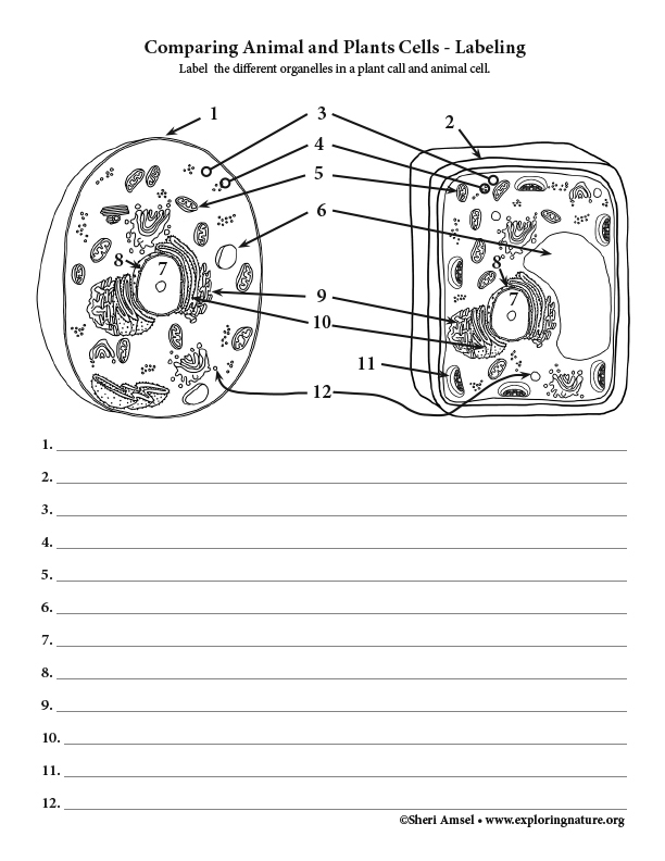 A labeled educational worksheet comparing the structural components of animal and plant cells for biology students