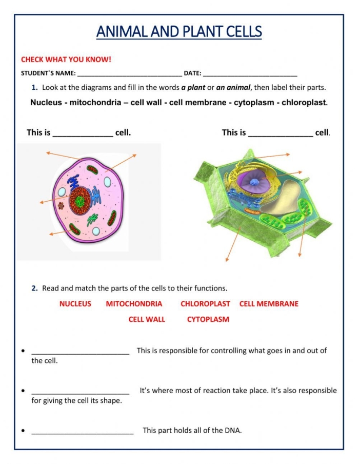 Educational worksheet comparing animal and plant cell structures for biology students