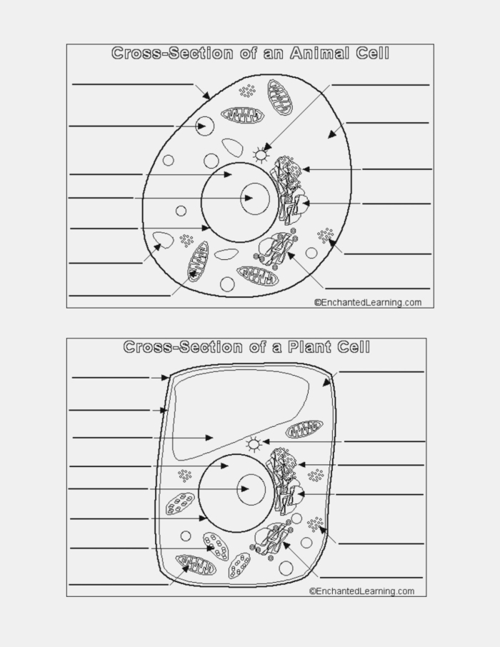Diagram comparing the labeled structures and organelles found in animal cells versus plant cells