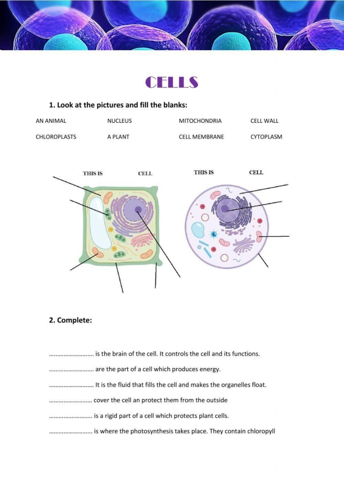 Diagram comparing the labeled structures and organelles found in animal cells versus plant cells for biology students