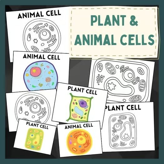 ALT text: Diagram comparing the organelles and structures found in animal cells versus plant cells with labeled parts for student reference