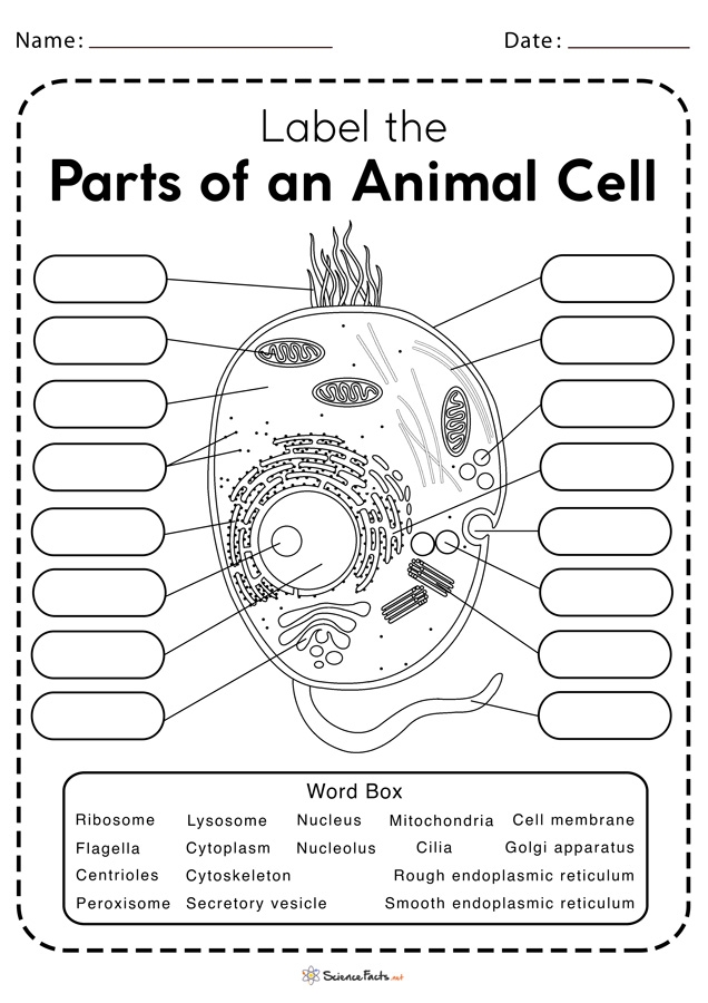 Educational worksheet featuring diagrams of animal and plant cells for life science students