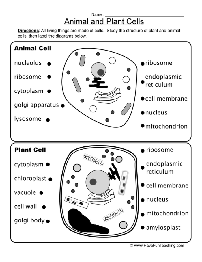 Animal Cells vs. Plant Cells educational worksheet for middle school learners Illustration of a worksheet comparing animal cells and plant cells for sixth-grade students