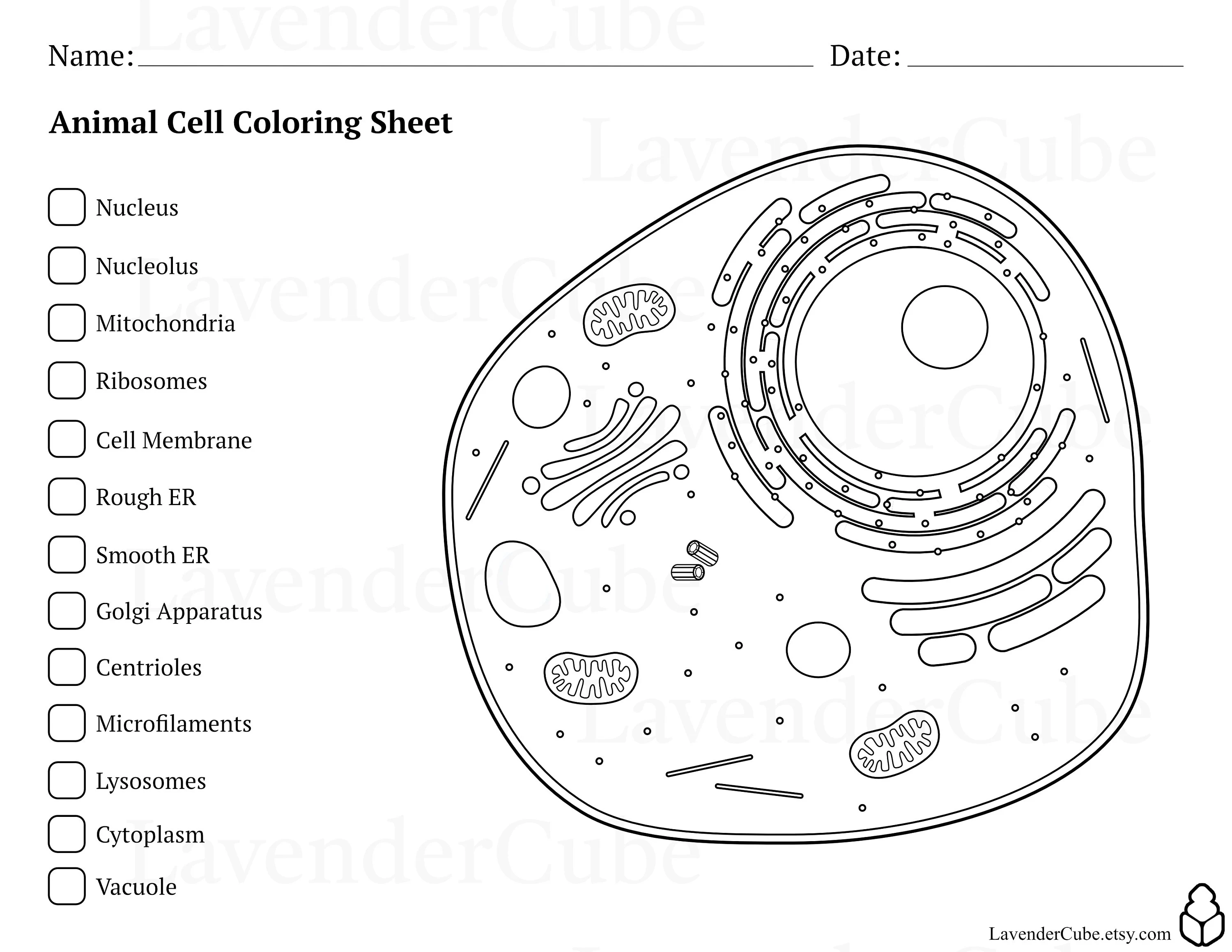 Diagram comparing the labeled structures and organelles found in animal cells versus plant cells for biology students