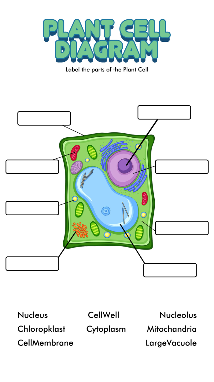 Diagram comparing the internal structures and organelles found in animal cells versus plant cells with labeled parts