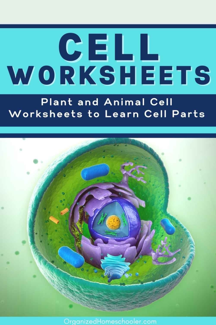 Diagram comparing the labeled structures and organelles found in animal cells and plant cells for biology students