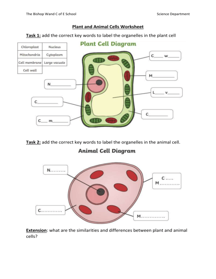 Worksheet for sixth graders exploring differences and similarities in cell structures Comparative diagram of animal cells and plant cells for educational purposes