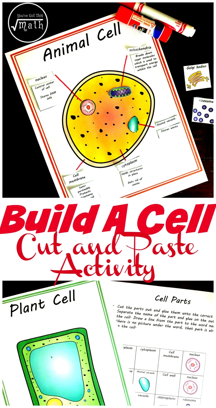 Worksheet on similarities and differences between animal and plant cells for sixth graders Diagram comparing animal cells and plant cells for educational purposes