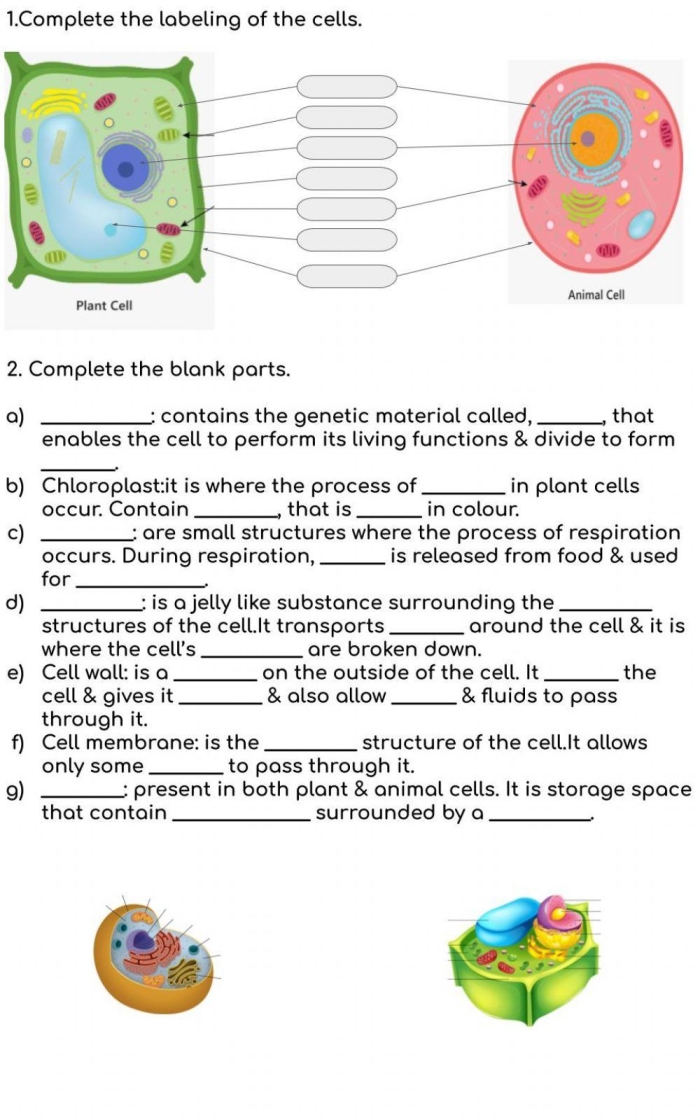 Diagram comparing the labeled structures and organelles found in animal cells versus plant cells for biology students