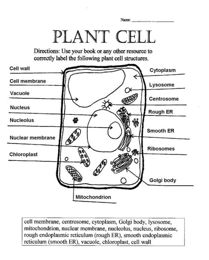 An educational worksheet showing the structural differences and similarities between animal and plant cells for life science students