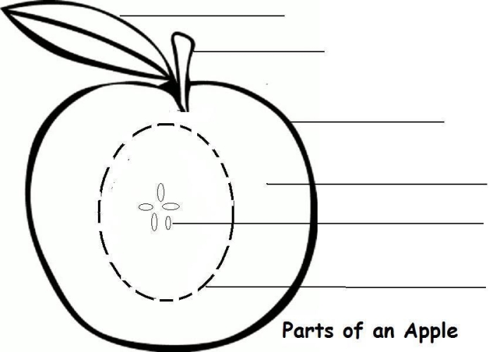 Interactive worksheet for second graders learning about the anatomy of an apple Diagram of an apple highlighting its various parts for educational purposes