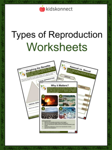 Sixth grade science worksheet showing diagrams of asexual and sexual reproduction methods in various organisms with comparison activities