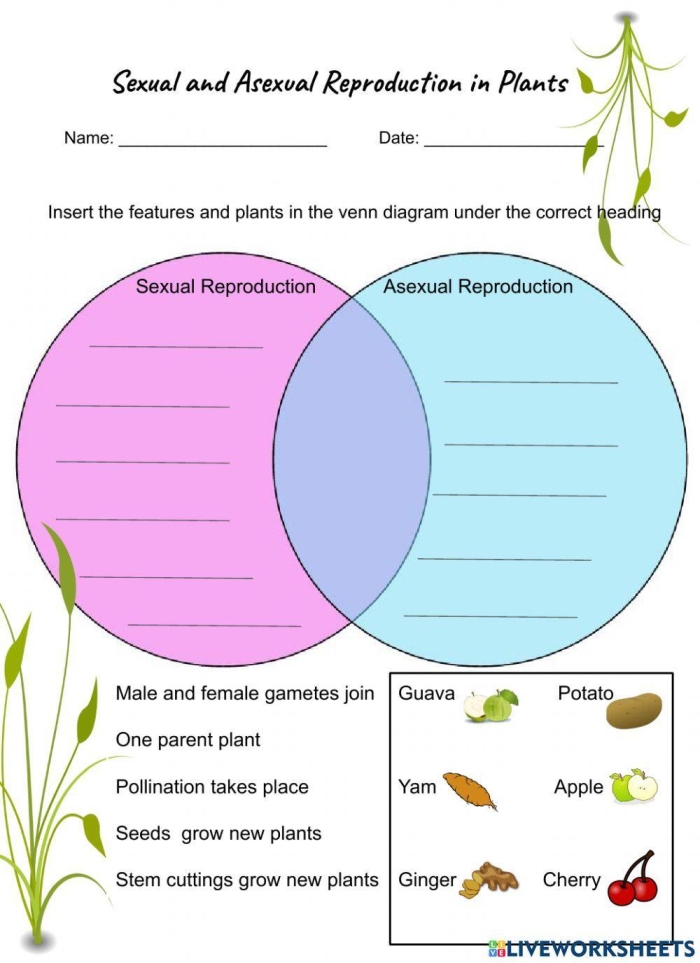 Sixth grade science worksheet comparing asexual and sexual reproduction processes