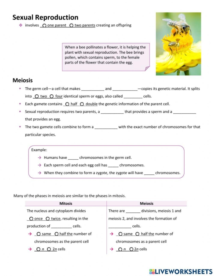 A student completing a middle school science worksheet on asexual and sexual reproduction types