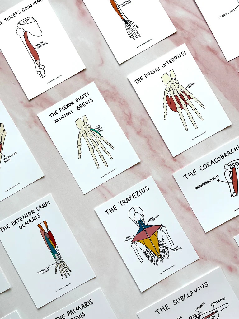 Detailed illustration of the heart's anatomy and its function in blood circulation for fifth graders