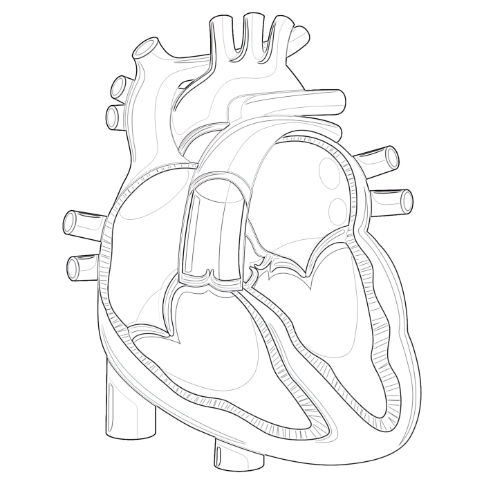 Diagram of the human heart illustrating its function in pumping blood throughout the body