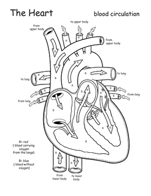 Awesome Anatomy worksheet illustrating the heart's function in pumping blood throughout the body