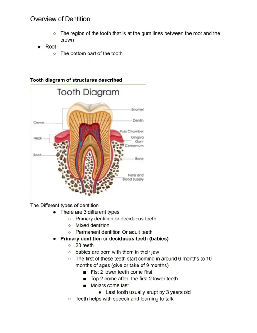 Detailed illustration of angle anatomy for fourth graders in a geometry worksheet