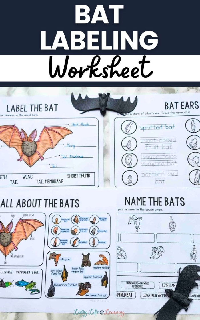 First grade geometry worksheet featuring bats with nonfiction reading comprehension questions and colorful bat illustrations for young learners