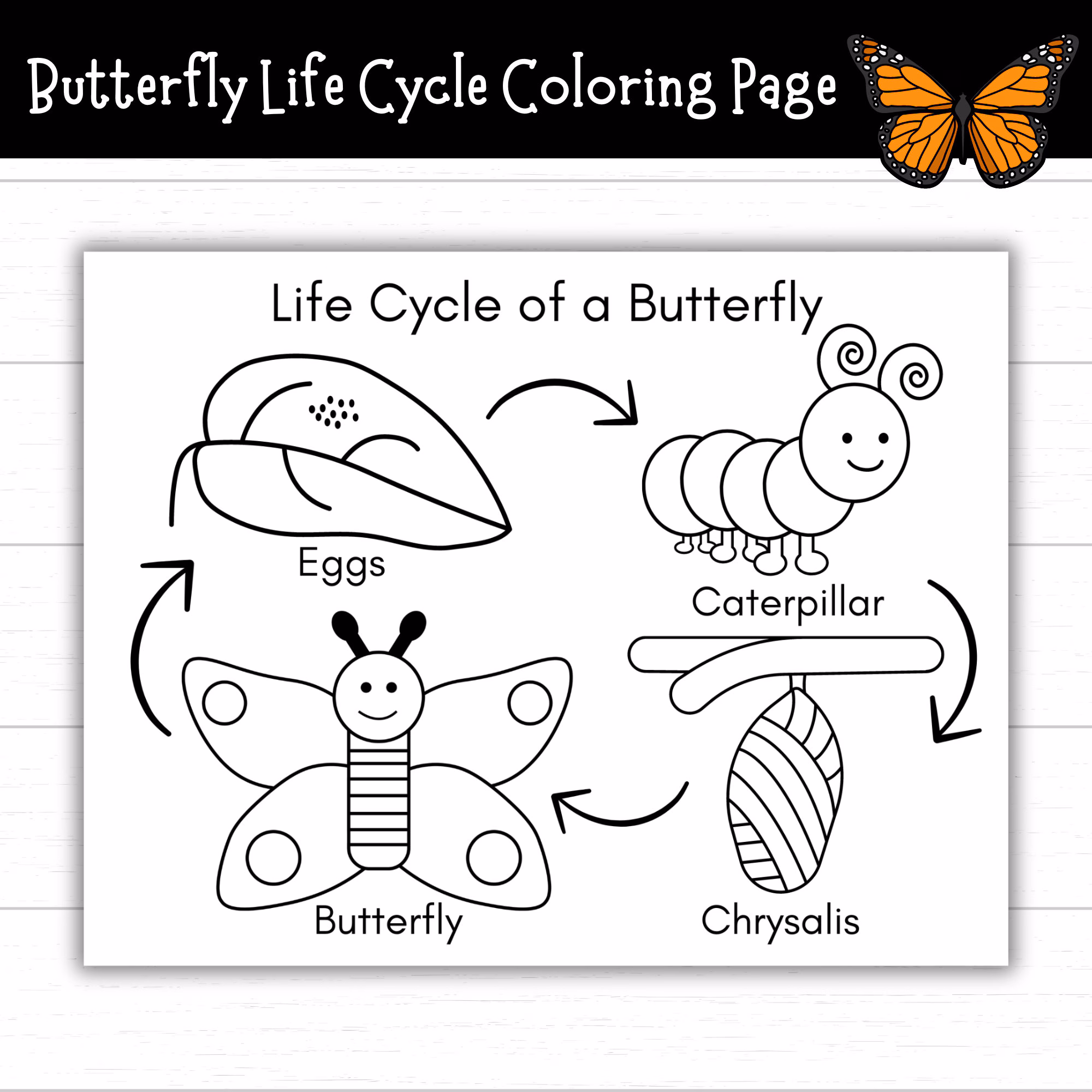 Colorful diagram showing the four stages of butterfly metamorphosis with labels for students to color and learn about life cycles
