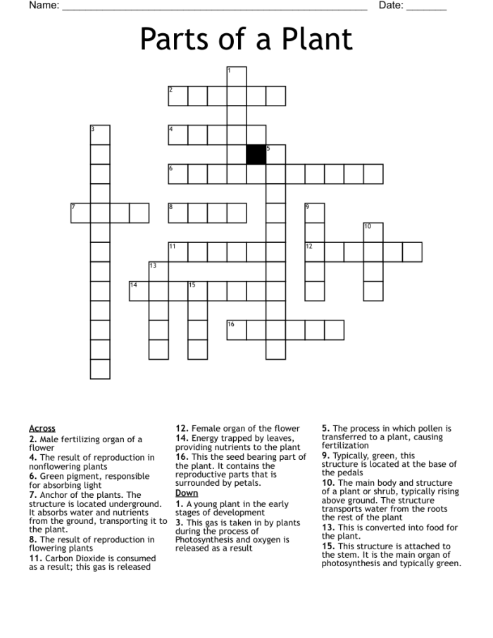 First grade students completing a Plant Parts Crossword Puzzle worksheet about flower anatomy