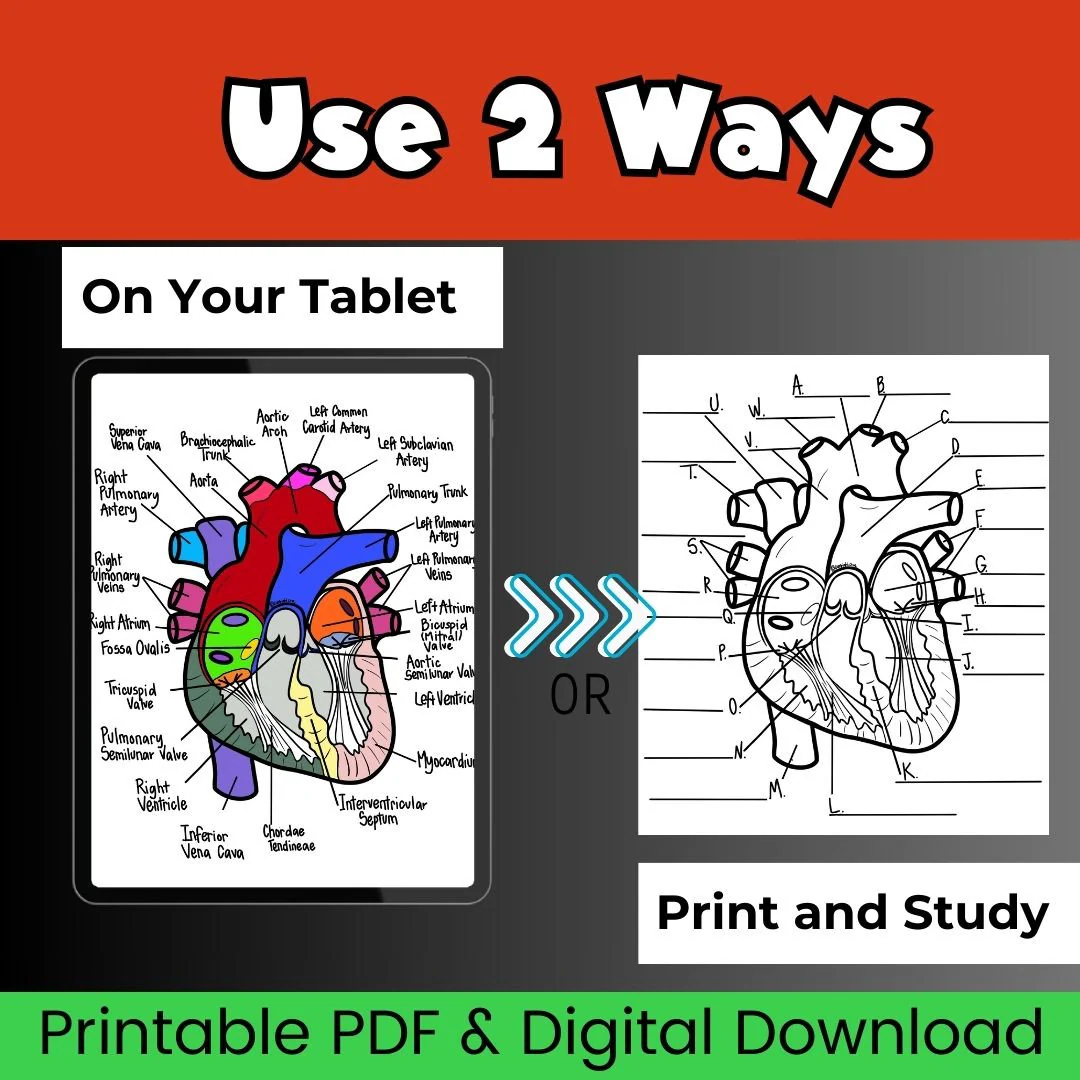 Heart Anatomy Worksheet 24 Educational Science Diagram Fifth grade heart anatomy worksheet explaining how the circulatory system works
