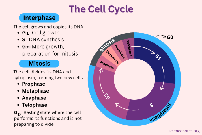 The Cell Cycle Mitosis Matching Worksheet 16 Sixth grade student completing a worksheet on the phases of mitosis