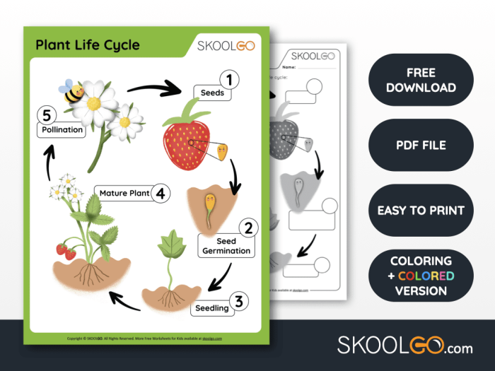 First grade plant life cycle worksheet showing the stages of growth for student sequencing activity 23
