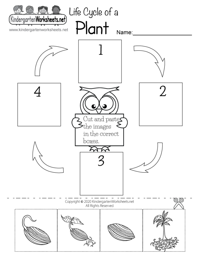 First grade worksheet featuring a cut and paste activity to arrange plant life cycle stages in order