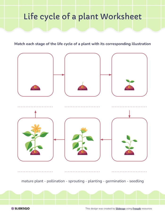 First grade student working on a plant life cycle worksheet with geometry sequencing