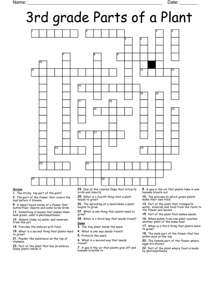 First grade crossword puzzle worksheet featuring different plant parts and their functions