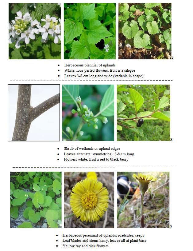 Fourth grade students completing a plant quiz worksheet to test their botanical knowledge